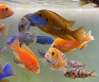 Aulonocara Cichlids for sale all sizes 1 inch to Adult