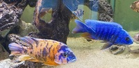 Aulonocara Cichlids for sale all sizes 1 inch to Adult