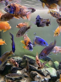 Aulonocara Cichlids for sale all sizes 1 inch to Adult