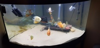 Large severums for sale