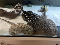 3 stingrays available male and female 5star pearls and male black diamond