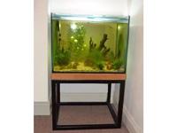 Large Complete Aquarium Fish tank including fish / gravel / plants Full setup
