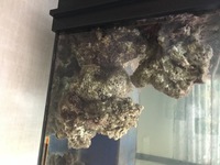 Live rock for aquarium - REDUCED TO £40 for approx 25kg