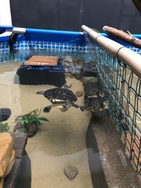 WEST MIDLANDS 3 ADULT YELLOW BELLIED TURTLES / TERRAPIN FOR SALE