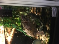 Full musk turtle set up
