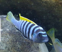 Malawi cichlid Mbuna wild and F1 stock - Prices reduced