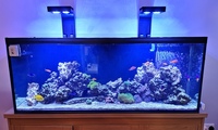 Reef tank and equipment for sale