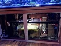 Reef tank and equipment for sale