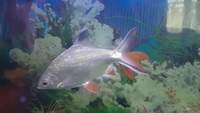250L tropical fish aquarium + fish £225