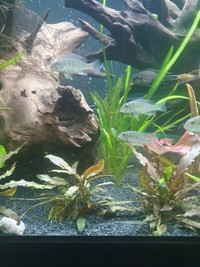 Geophagus Red Head Topajo Juveniles for sale