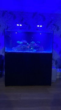 Red Sea Reefer 425XL and Two Hydra 26HD