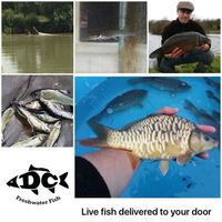 POND FISH KOI CARP AND OTHER NATIVE FISH AVAILABLE FOR DELIVERY