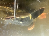20” redtail catfish for sale