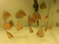 DISCUS FOR SALE, SOME AS LOW AS £12.95