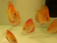 DISCUS FOR SALE, SOME AS LOW AS £12.95
