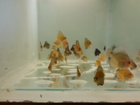 DISCUS FOR SALE, SOME AS LOW AS £12.95