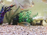 Tank and fish