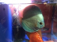 DISCUS FISH SALES.,,@ CHESHIRE OAKS DISCUS.,DOMESTIC & WILDS. also , RAYs,