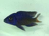 Aulonocara peacocks f1