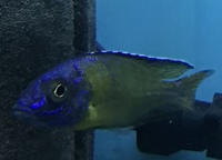 Aulonocara peacocks f1