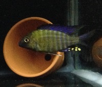 Aulonocara peacocks f1
