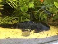 African cichlids etc for sale newham east London