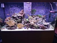 Live rock, corals, fish in Marine tank full set up