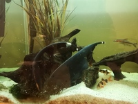Two black Ghost Knife Fish for sale