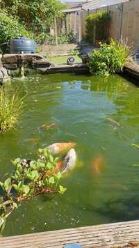 Koi and pond equipment for sale