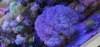 Xl bubble coral for sale