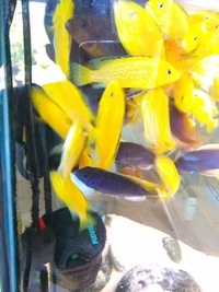 African cichlids etc for sale newham east London