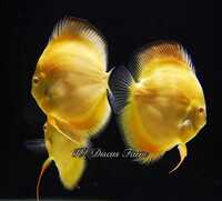 Discus Studio Top Quality Discus and Related Products