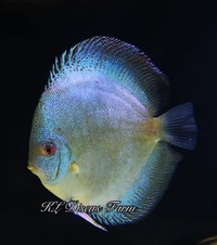 Discus Studio Top Quality Discus and Related Products
