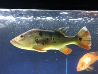 Large peacock bass 07492654045 please text