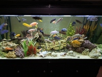 BOYU 520L Aquarium with cabinet, cichlids, external filters and tons of extras