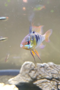 Tropical fish- various species for sale