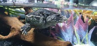 Common snapping turtle and full setup for sale ono