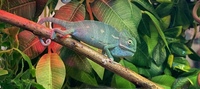 Yemen Chameleon young for sale