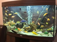 Lots of Tropical fish for sale or swap Read AD
