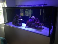 5.5ft (L) x 2.5ft (W) x 26in (H) Aquarium, sump and Fit Filtration stand.