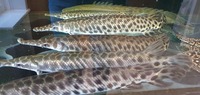 QUALITY LARGE GARS FOR SALE