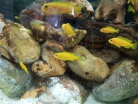 Malawi/Chindongo/ Pseudotropheus Saulosi