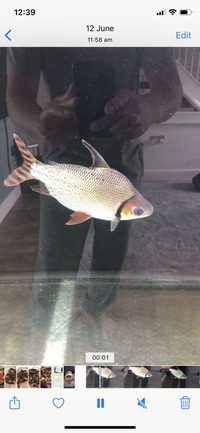 Flagtail fish for sale