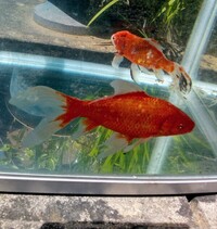 2 fantailed fish for sale