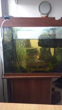 Juwel Lido 120 Dark Wood Fish Tank with Cabinet and Fluval 406 £199