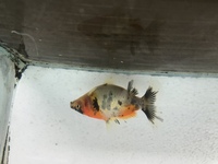 Broad tail black moor/Bristol shubunkin fancy goldfish