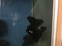 Broad tail black moor/Bristol shubunkin fancy goldfish