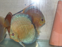 4-5 inch discus for sale £20-£25 each
