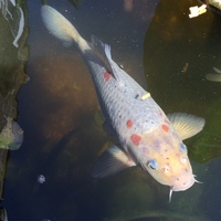 large Koi Fish £50 for All Three
