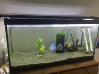 Full tropical aquarium setup